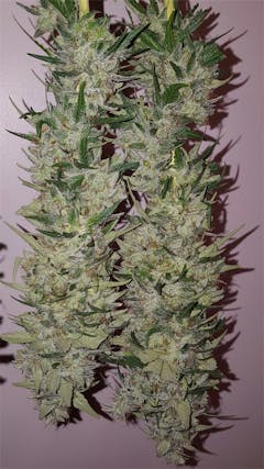 User uploaded image of LA Woman