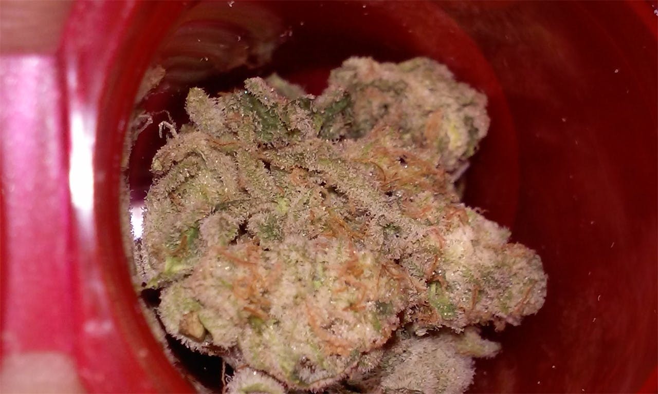 Photos of Lamb's Bread Weed Strain Buds Leafly