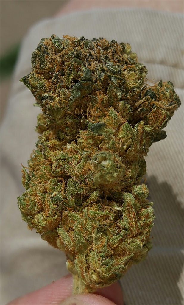 Photos of Lamb's Bread Weed Strain Buds Leafly