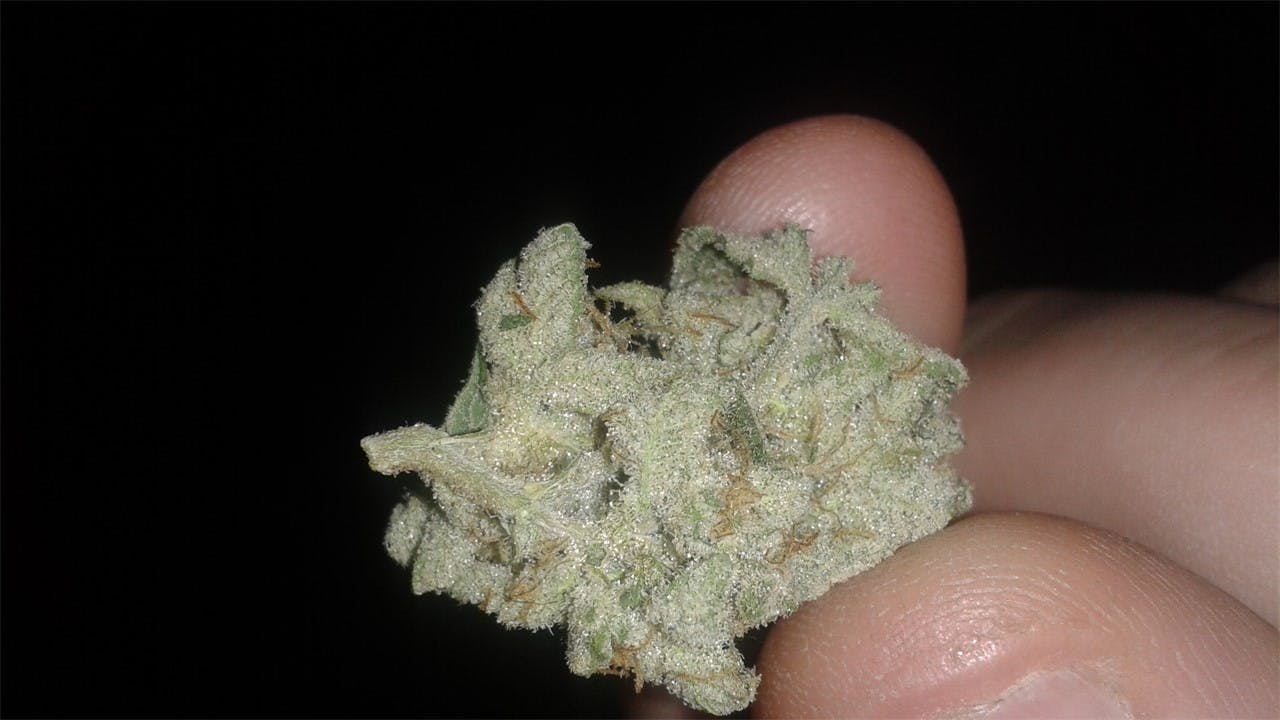 Photos of Lamb's Bread Weed Strain Buds Leafly