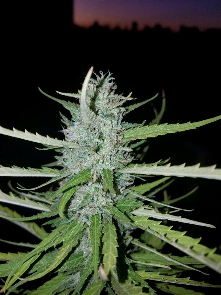 Lamb's Bread aka Lamb's Breath Weed Strain Information Leafly