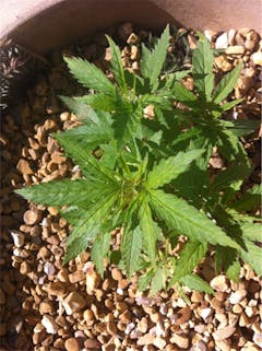 User uploaded image of Lambo OG