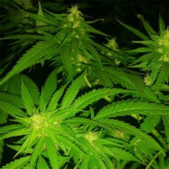 User uploaded image of Lambo OG