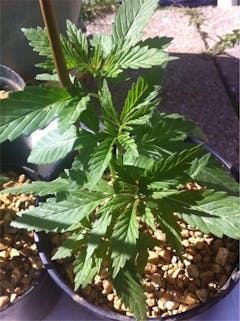 User uploaded image of Lambo OG