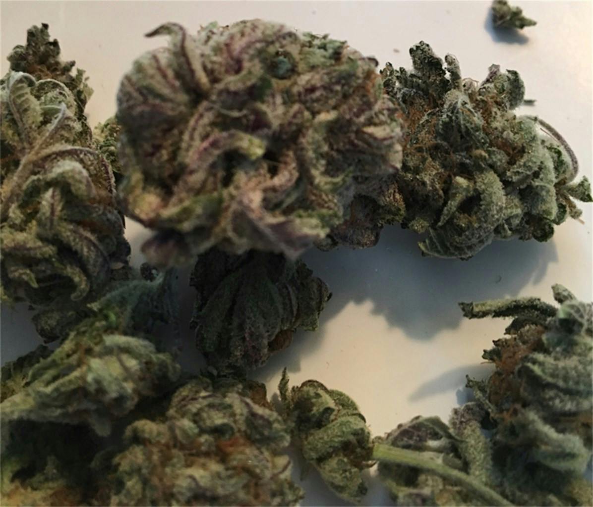 Larry Bird aka Larry Bird Kush, Bird Weed Strain Information Leafly