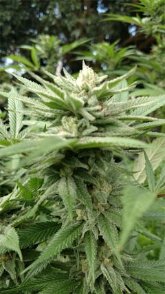 User uploaded image of Larry OG