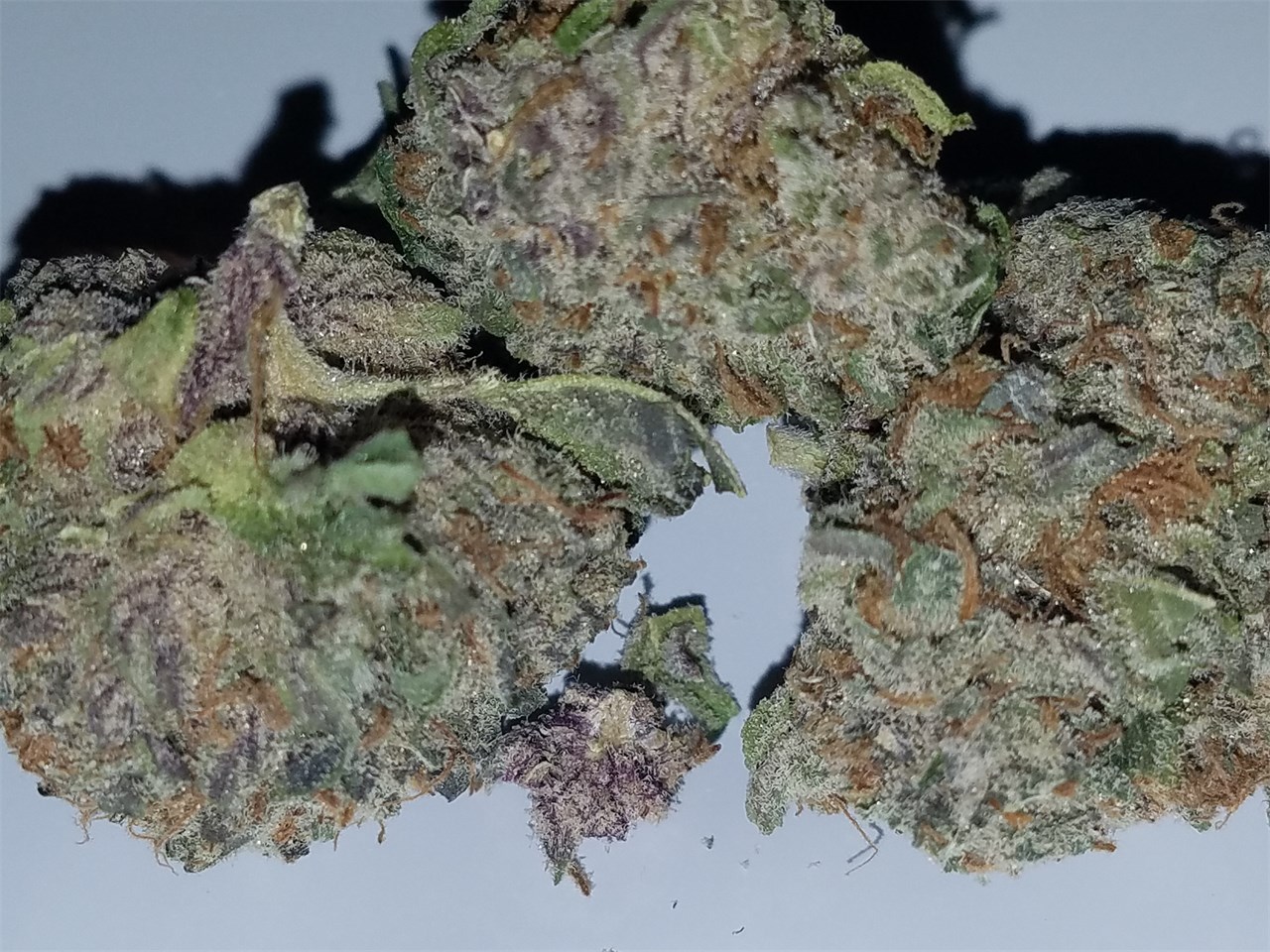 Dolla Sign OG Kush Marijuana Strain Information