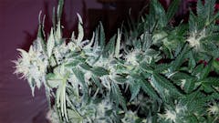 User uploaded image of Laughing Buddha