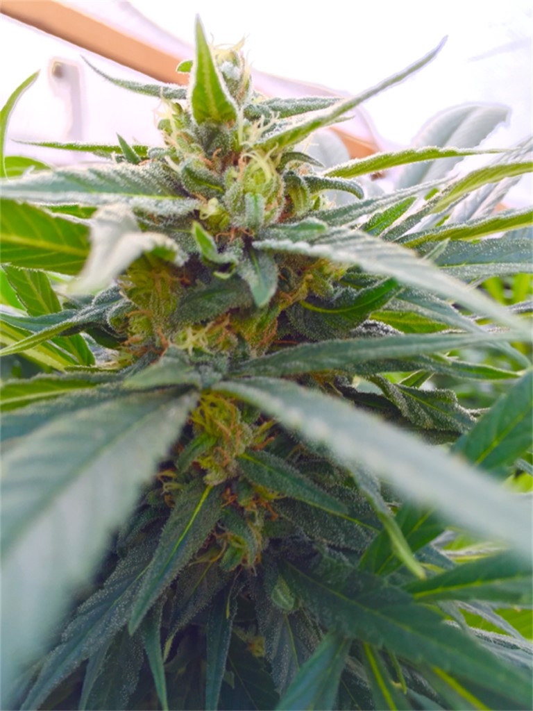 what is the use of keeping laughing buddha at home