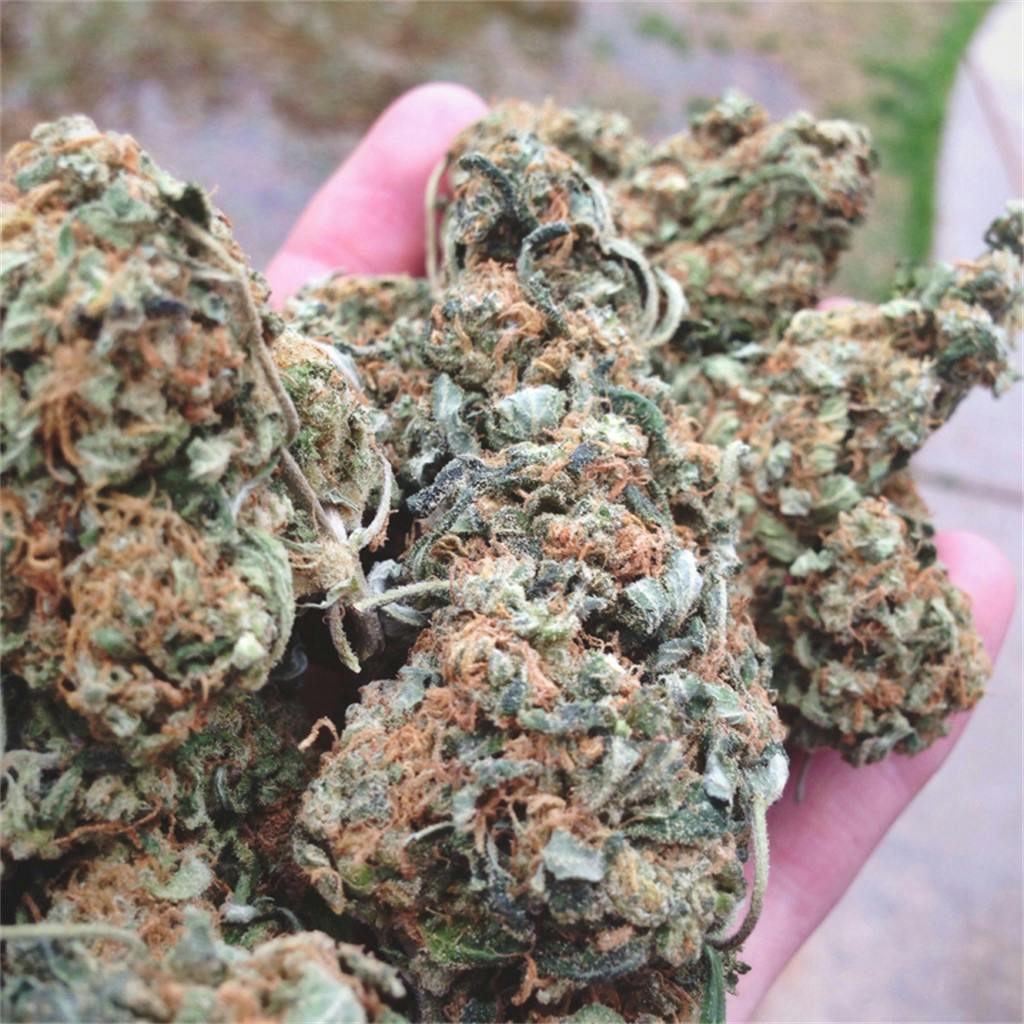 Photos of Laughing Buddha Weed Strain Buds Leafly