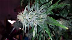 User uploaded image of Laughing Buddha