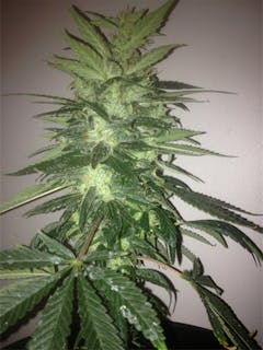 User uploaded image of Lavender Haze