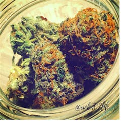 User uploaded image of Lavender Jones