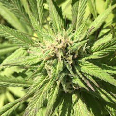 User uploaded image of Lavender