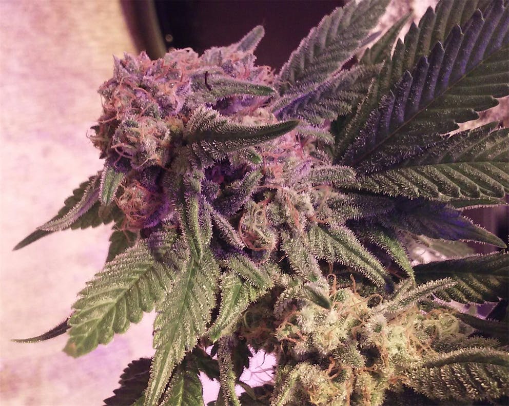 Photos of Lavender Weed Strain Buds Leafly