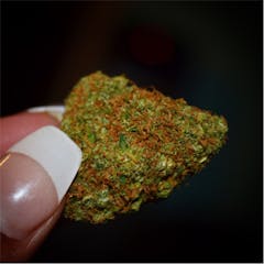 User uploaded image of Lavender