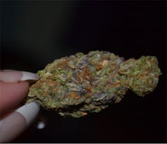 User uploaded image of Lavender