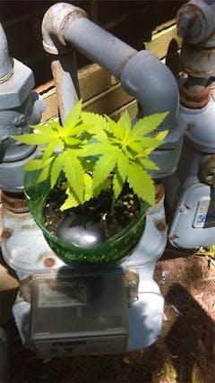 User uploaded image of Le Silver Royale