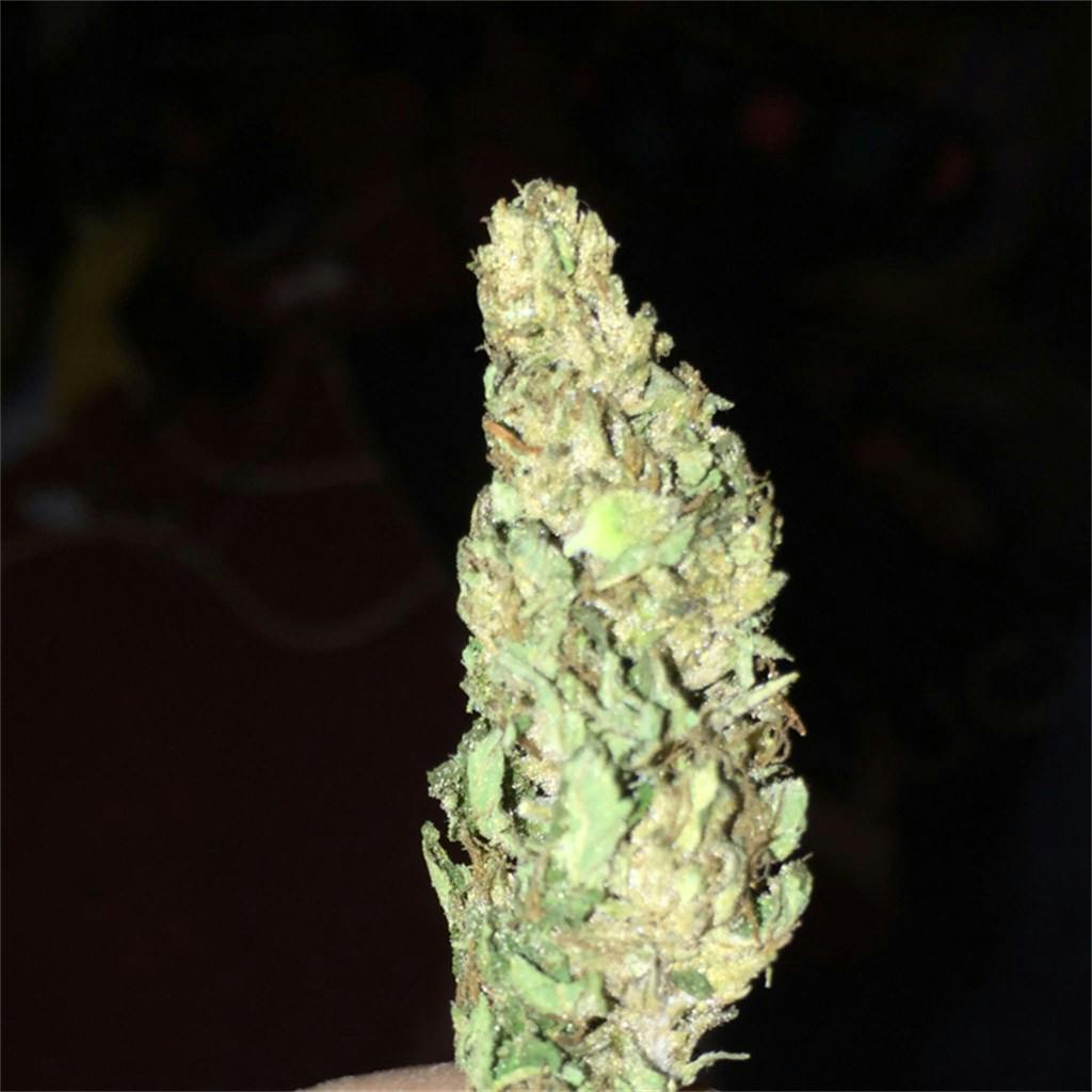 Legend OG Weed Strain Information Leafly