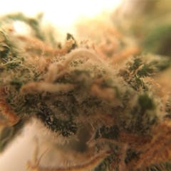 User uploaded image of Lemon Alien Dawg