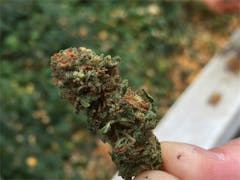 User uploaded image of Lemon Alien Dawg