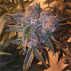 User uploaded image of Lemon Alien Dawg