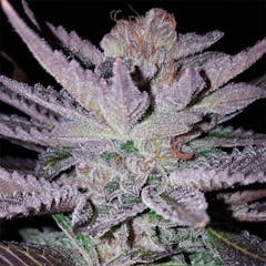 User uploaded image of Lemon Alien Dawg