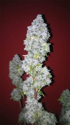 User uploaded image of Lemon Bubble