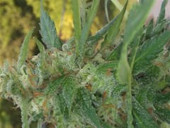 User uploaded image of Lemon Drop