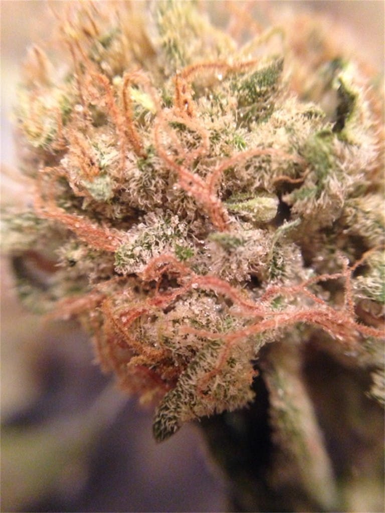 Lemon Drop Weed Strain Information Leafly