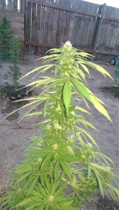 User uploaded image of Lemon Fire