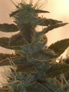 User uploaded image of Lemon G