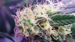 User uploaded image of Lemon Haze