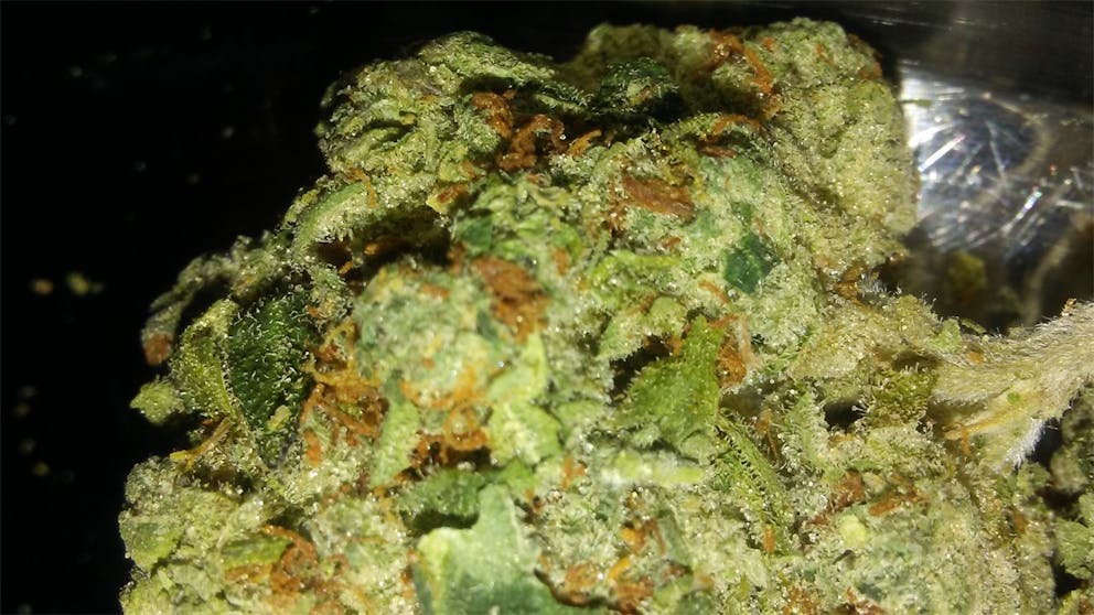 Photos of Lemon Kush Weed Strain Buds | Leafly