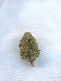 User uploaded image of Lemon Larry Lavender