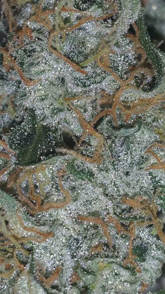 Lemon OG Haze Weed Strain Information Leafly