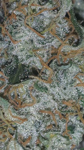 Photos of Lemon OG Haze Weed Strain Buds Leafly