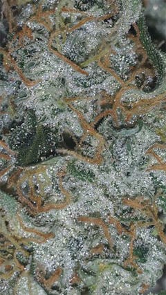 User uploaded image of Lemon OG Haze