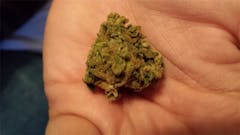 User uploaded image of Lemon Sativa