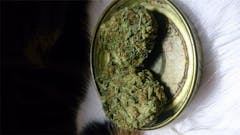 User uploaded image of Lemon Sativa
