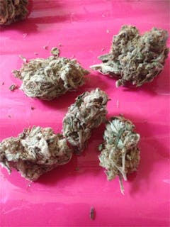 User uploaded image of Lemon Sativa