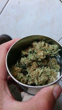 User uploaded image of Lemon Sativa