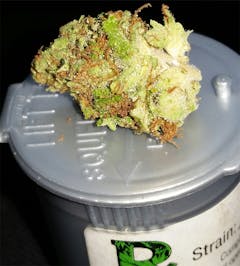 User uploaded image of Lemon Sativa