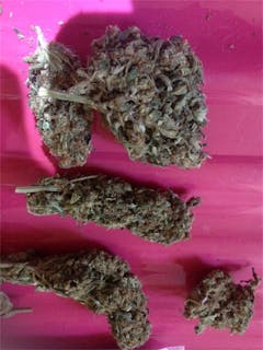 User uploaded image of Lemon Sativa