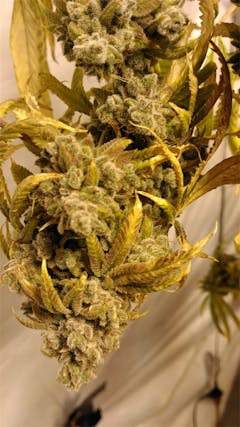 User uploaded image of Lemon Thai