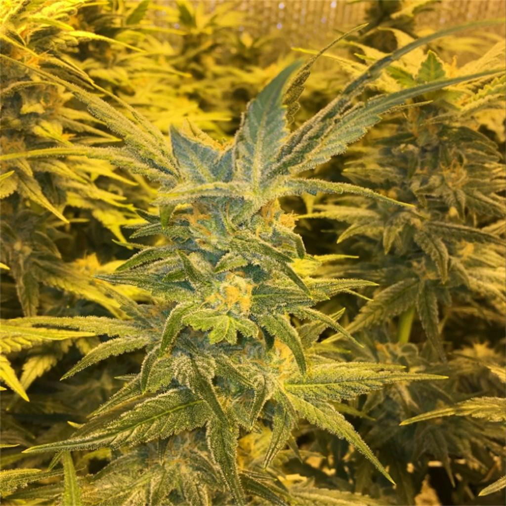 Lemonberry aka Lemonberry Kush, Lemon Berry Weed Strain Information