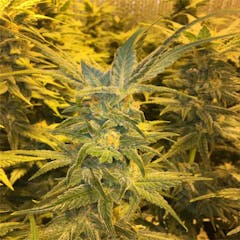 User uploaded image of Lemonberry