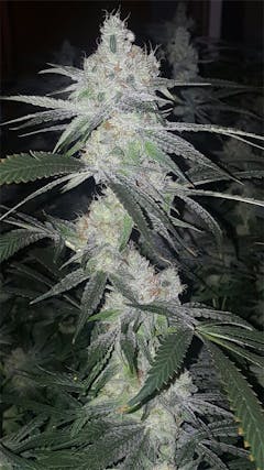 User uploaded image of Liberty Haze