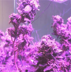 User uploaded image of Liberty Haze