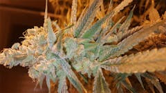 User uploaded image of Liberty Haze